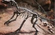 Argentinien groesste Dinosaurier-Art Nachrichten