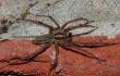 Australische Trichternetzspinne Gegengift