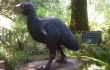 Gastornis-Terrorvogel