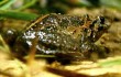Hula-Frosch doch nicht ausgestorben