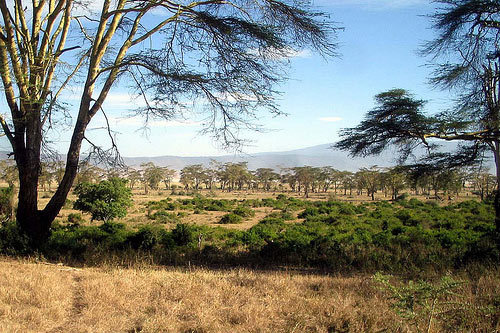 Klimamodell-Afrika-Wald