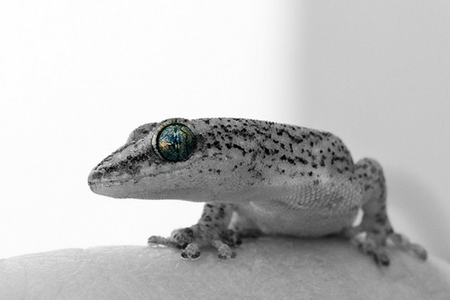 Raumfahrt Geckos