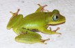 Seychellenfrosch hoert ohne Ohren