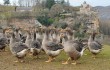 Vogelgrippe-Deutschland-H7N9-Symptome