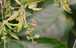 botanik-kletten-labkraut-waldmeister